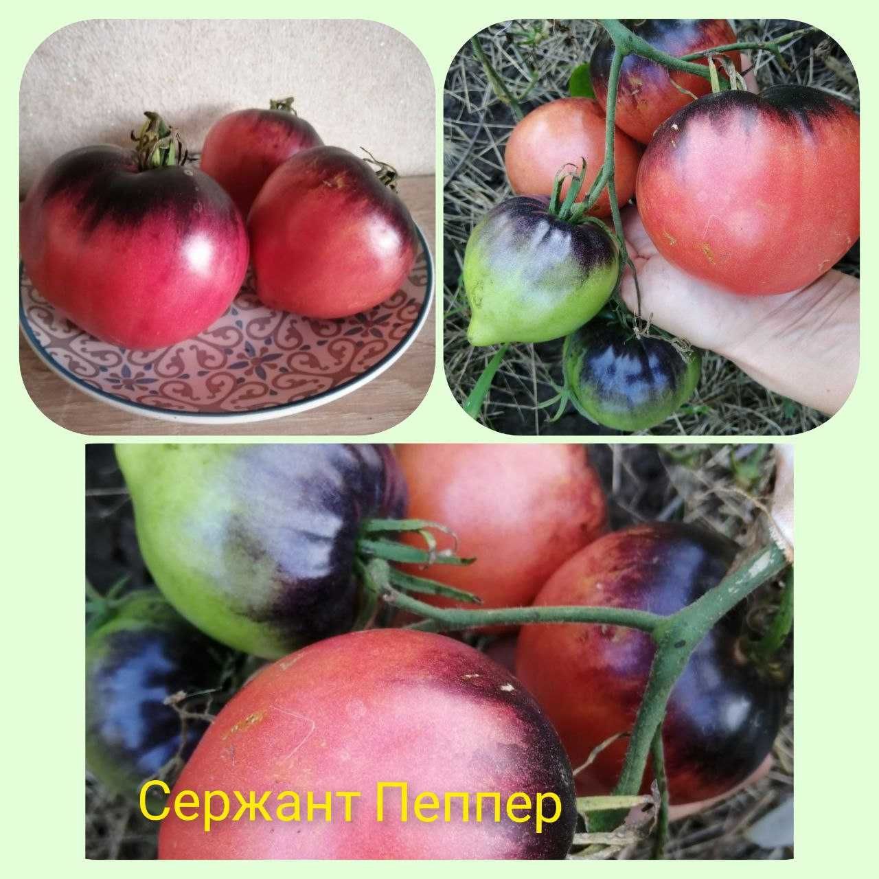 Семена домашних томатов, помидор