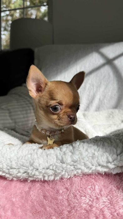 Chihuahua **Super**Mini Suczka-Miodowa do 1,8kg.