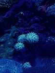 Sarcophyton fluo