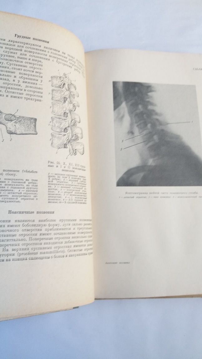 Анатомия человека Н.В. Колесников 1955г.