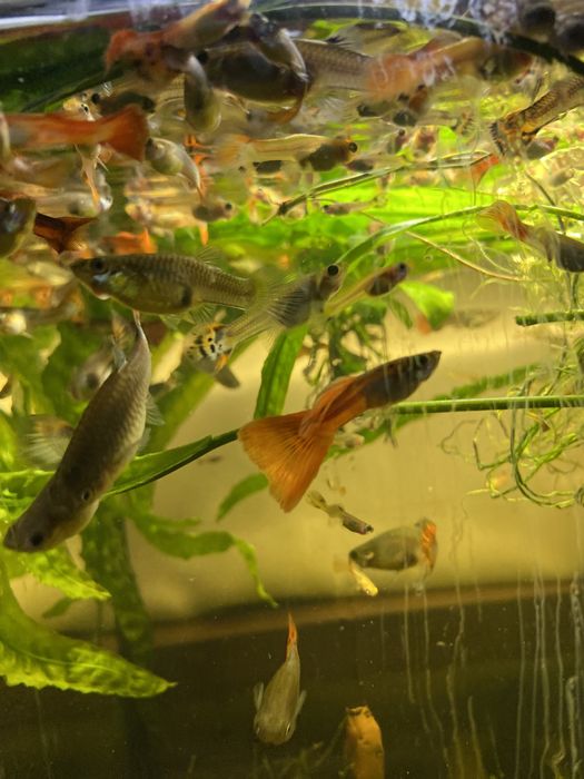 Gupiki rybki akwariowe Gupik tęczowy pawie oczko