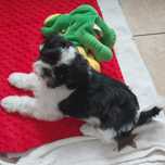 SHIH TZU szczeniaczki z wielopokoleniowym  rodowodem