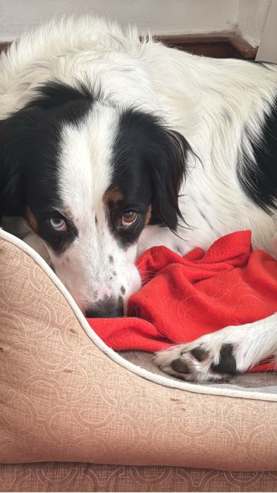 Ziggy - a quem tiver tempo e afeto