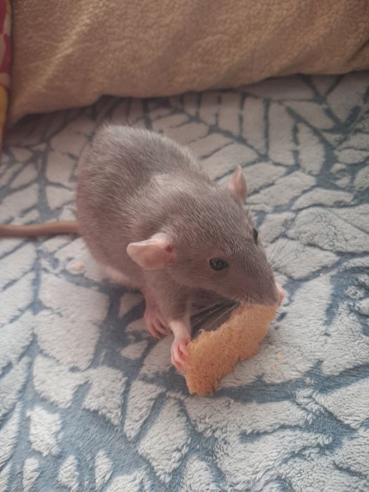 Ручні щурики. Різні породи.