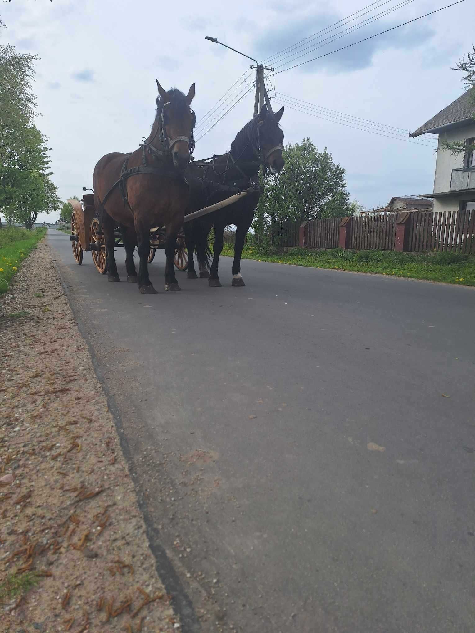 Konie zimnokrwiste