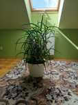 Aloes kwiat leczniczy