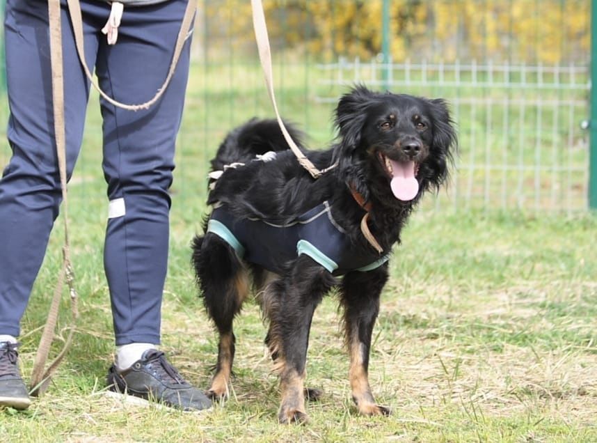 Młoda, śliczna, wesoła sunia do adopcji