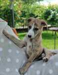 Piesek Whippet ZKwP / FCI
