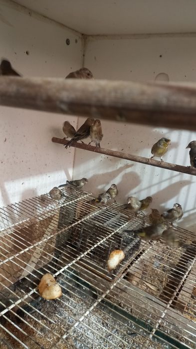 Híbridos  de pintassilgo ×canaria  2025