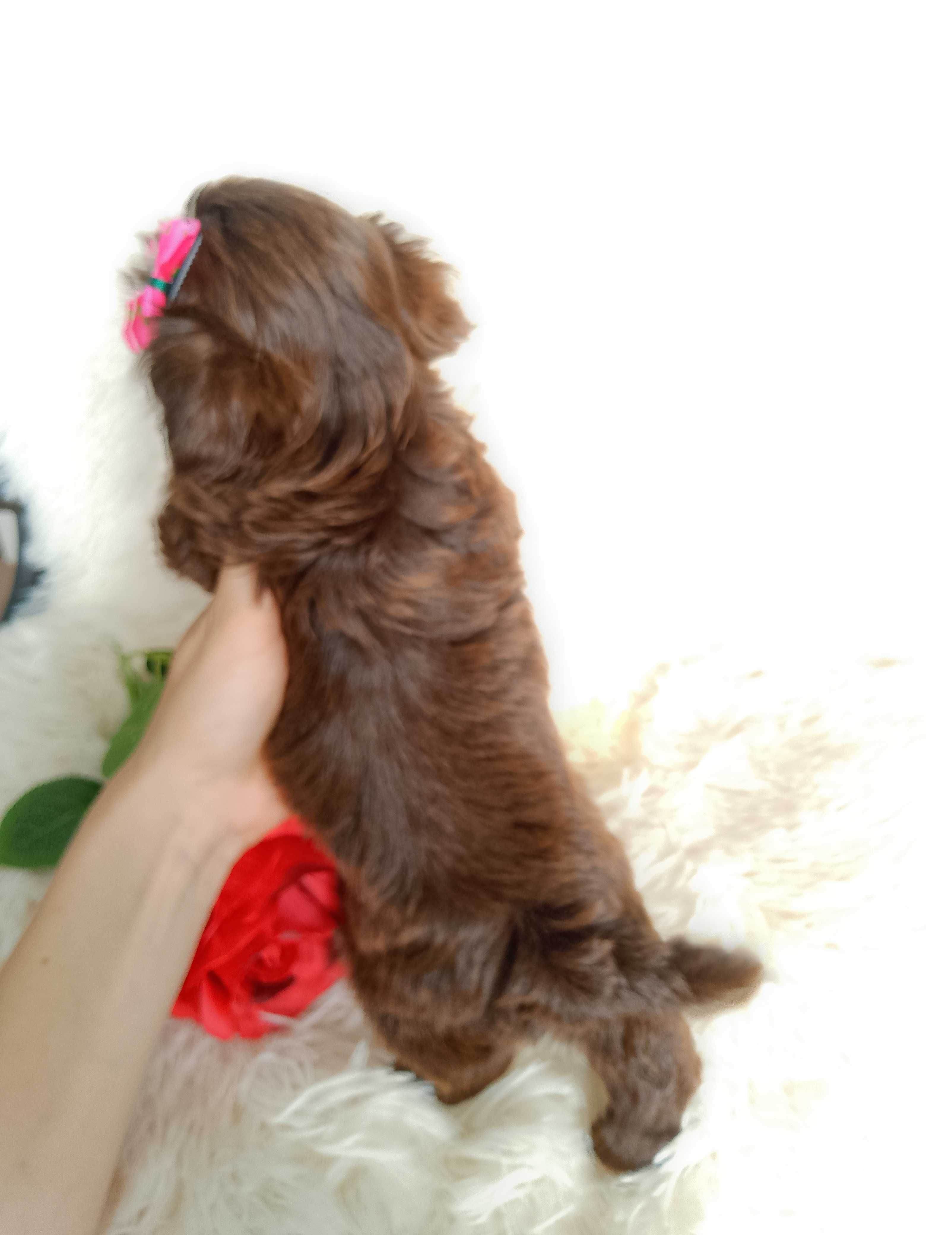 GOTOWA DO ODBIORU czekoladowa suczka rasy Shih-Tzu