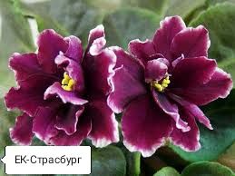 Фіалочки листочки