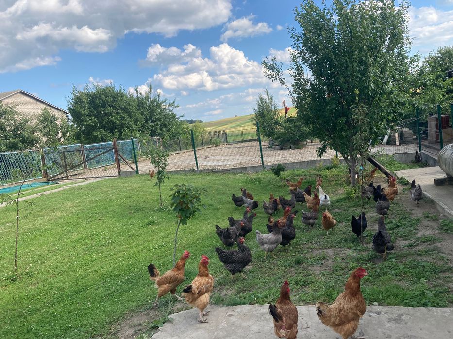 Jajka wiejskie z wolnego wybiegu dowóz gratis