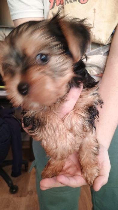 Yorkshire terrier piesek Rodowód Chip