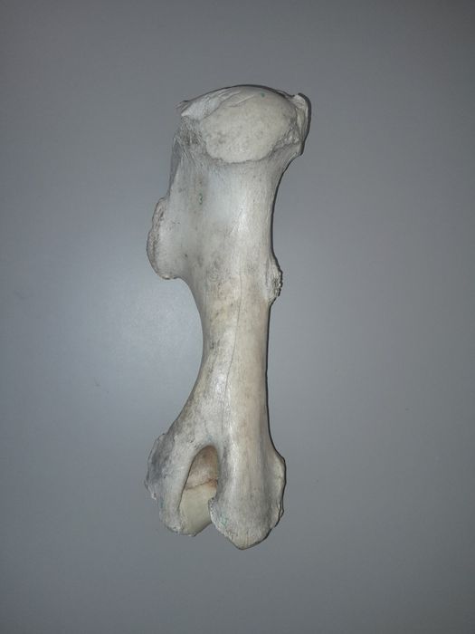 Zestaw kości do nauki anatomi zwierząt.