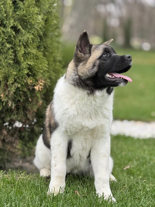 Дівчинка Американська Акіта вік 6 міс