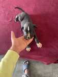dog alemão fêmea