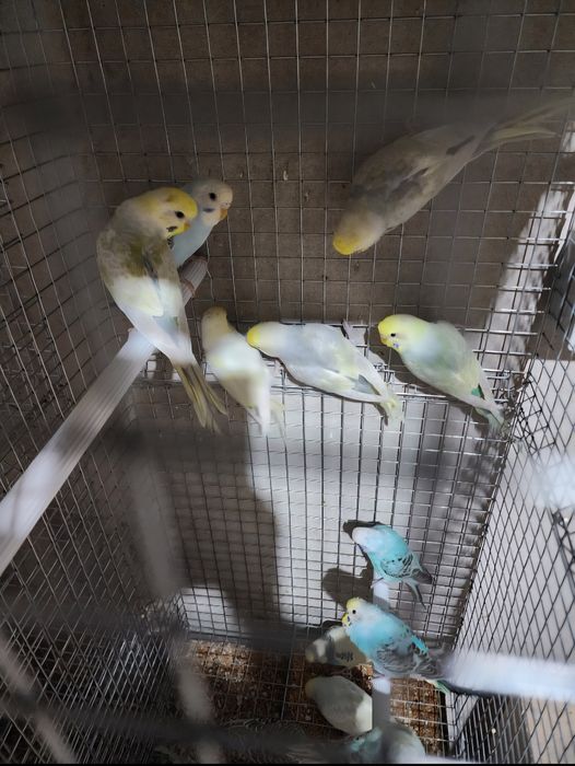 Piriquitos Australianos coloridos arco íris