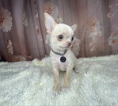 Chihuahua***Piękny***Maleńki***Chłopczyk***Komplet***Szczepień