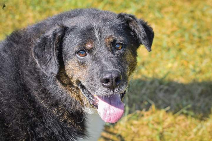 Na spacerach jeszcze potrafi się uśmiechać. Pies do adopcji!