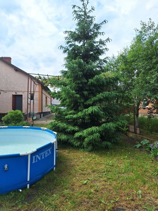 Живі ялинки 4,5,6,7,8м