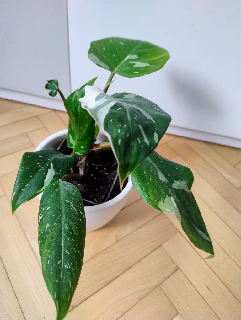 Filodendron 'White Princess, kolekcjonerska odmiana w doniczce P9
