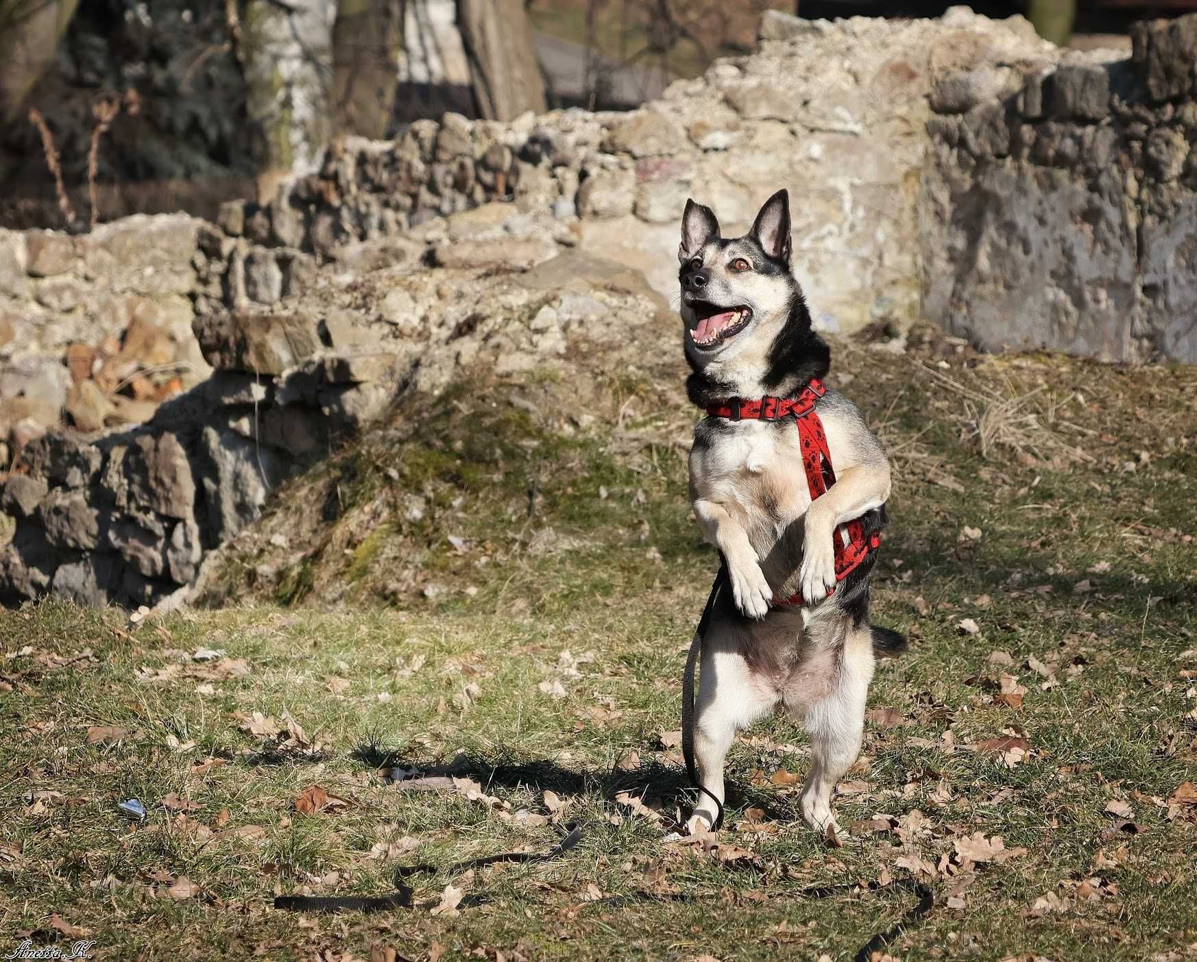 Luna - zrównoważona sunia do adopcji, mix owczarka