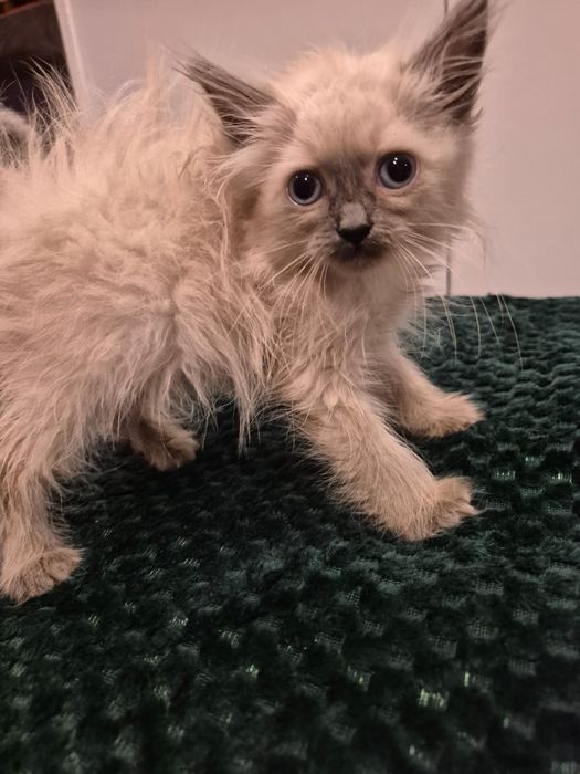 po Championach rodowód FPL FIFE Neva Masquerade kotka kot Syberyjski