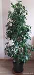 Ficus benjamin - 130 cm