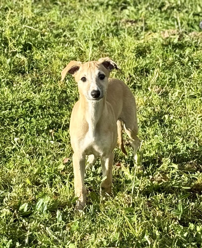Whippet macho com lop