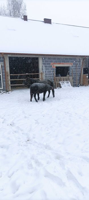 Hucuły na sprzedaż