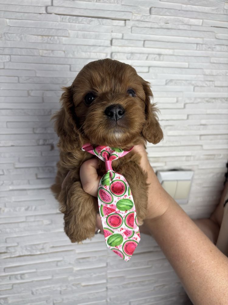Cavapoo odbior koniec czerwca