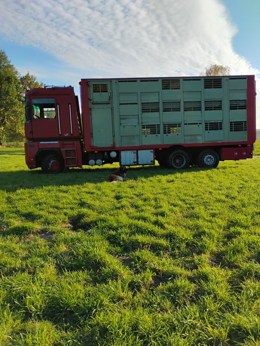 Renault Magnum do przewozu zwierząt 3 piętra( zamienię traktor koparka