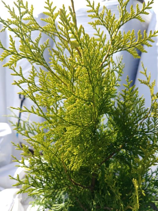 Żywotnik zachodni 'Salland', Thuja Salland, doniczka 100-110 cm.