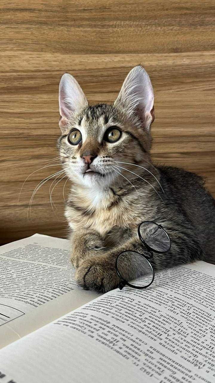 Котенок Смурфик ищет дом