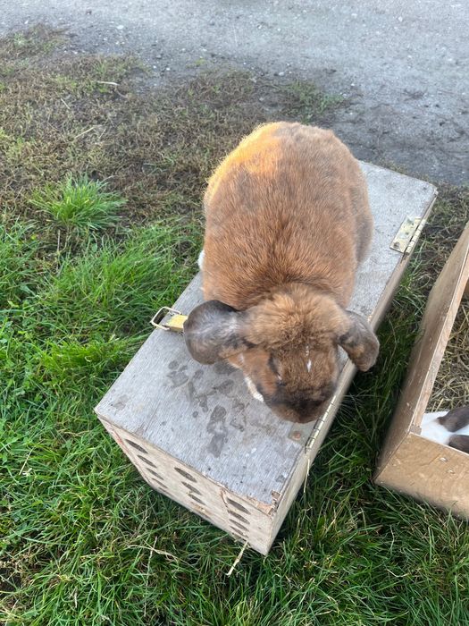 Sprzedam Samica Baran Francuski Madagaskarowy