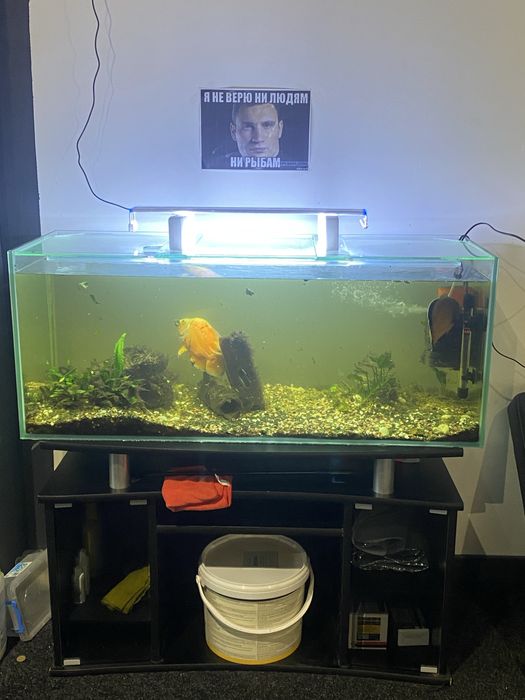 Продам акваріум або рибу