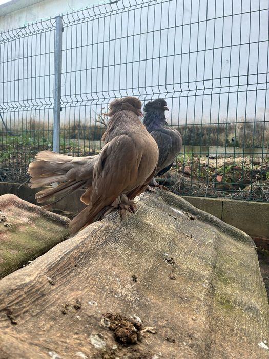 Pombos leque indiano