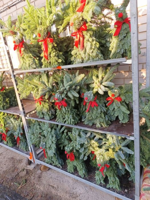 Choinki cięte i w doniczkach Jodła kaukaska świerk srebrny