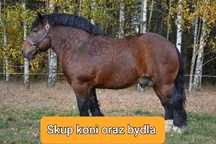 Skup koni,bydła,owiec,cieląt