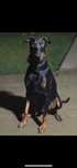 Oddam 3letniego dobermana