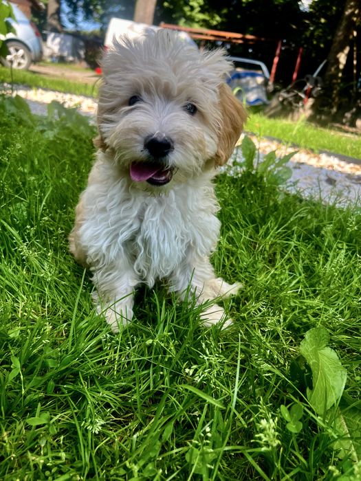 Maltipoo F1 Suczka