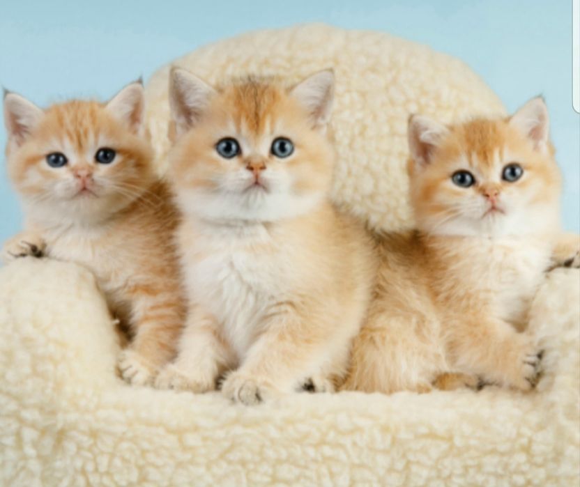 Бесподобные котята золотая шиншилла