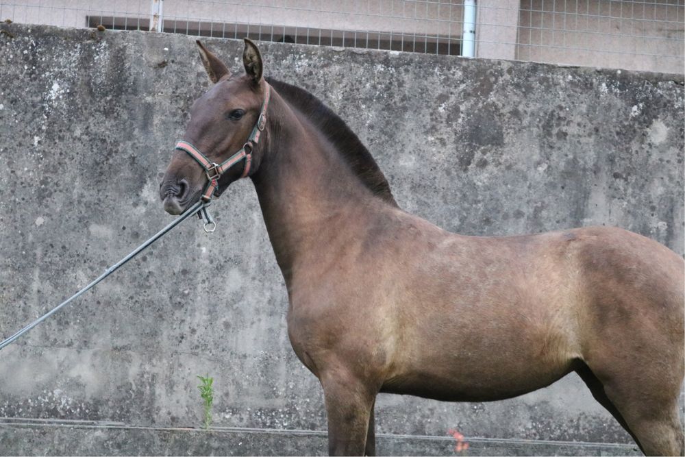 Poldra PSLusitano 11 meses preta