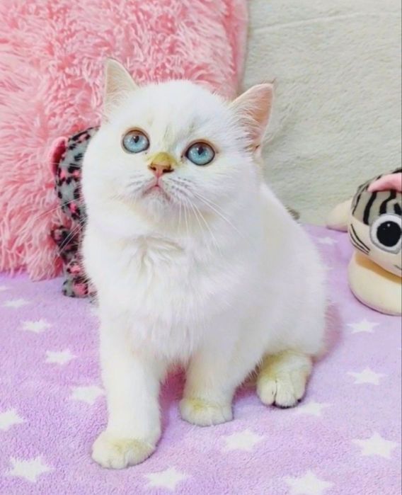 Голубоока красунечка дівчинка шиншилка