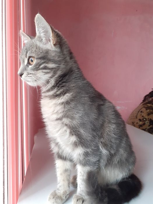 Дуже гарні, ласкаві та контактні котик і кішечка 4-х місяців