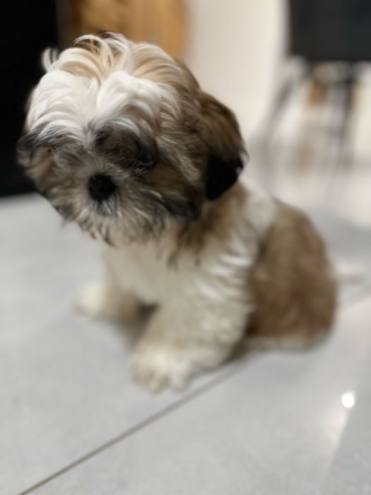 Szczeniak Shih tzu z rodowodem -ZAREZERWOWANY