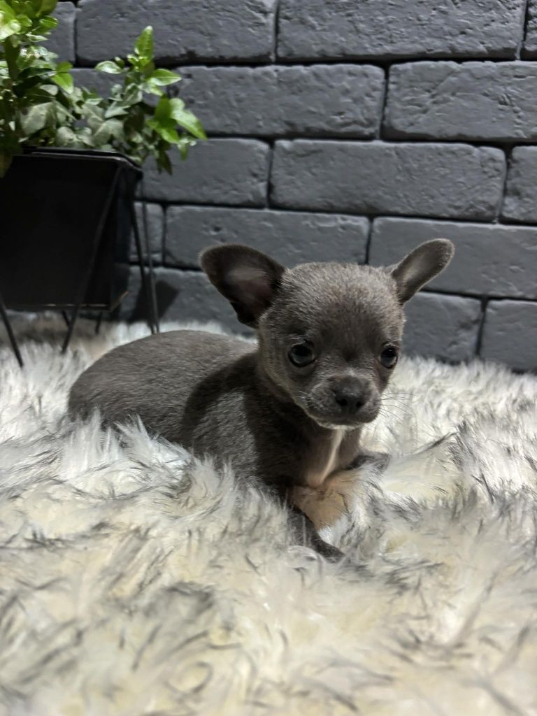 Chihuahua Piesek Blue gotowy do odbioru