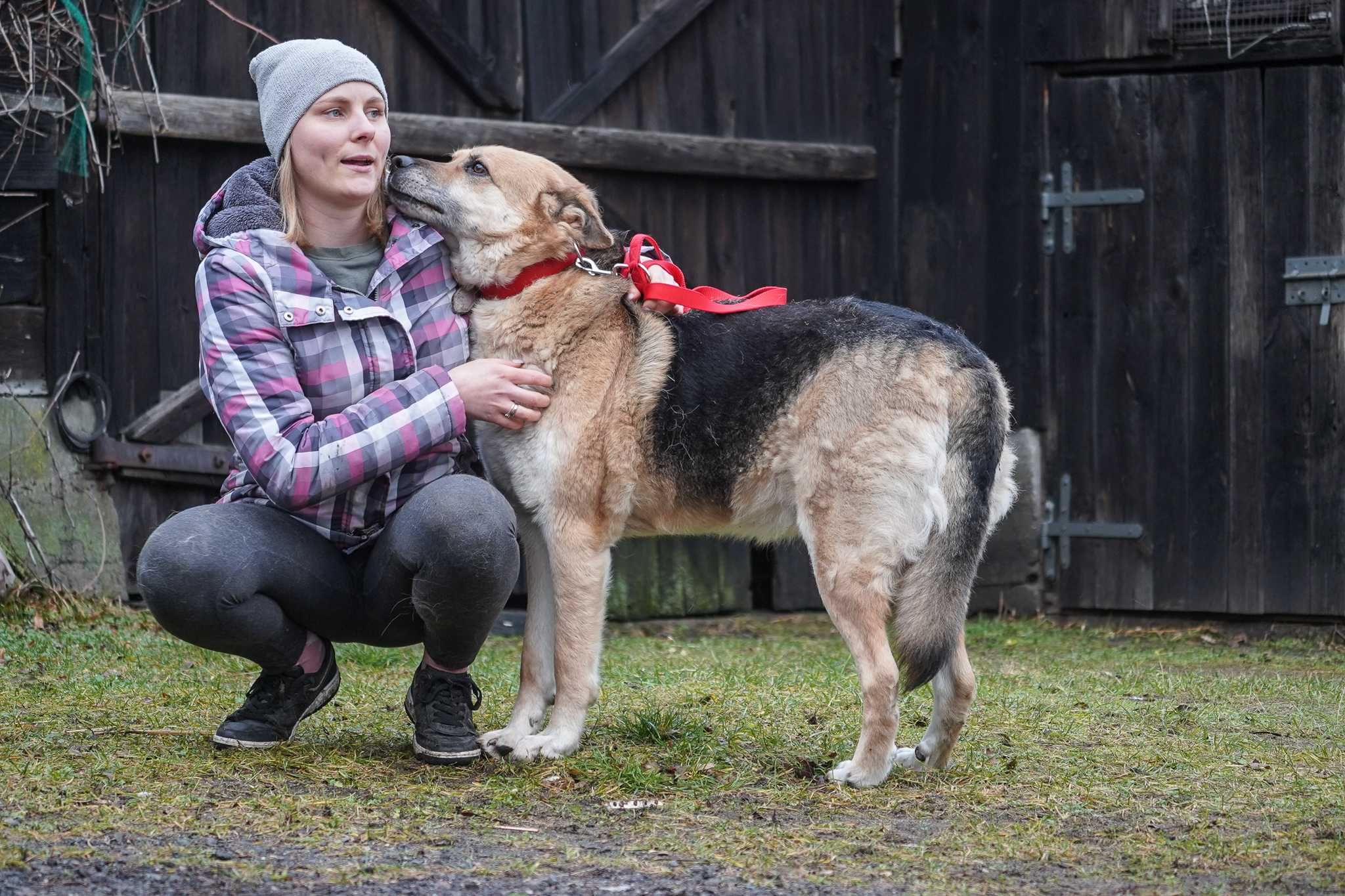 Rino - psiak w typie owczarek niemiecki szuka domu