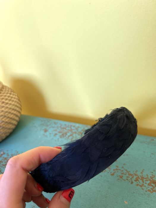 Opaska Pinko pióra granat