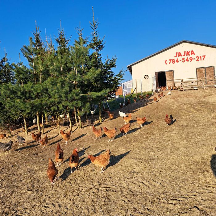 jajka od gospodarza, od kur z wolnego wybiegu